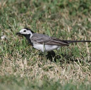 White Wagtail