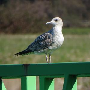 Herring Gull