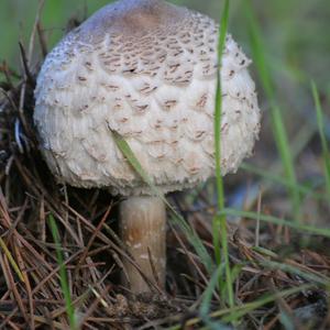 Parasol Mushroom