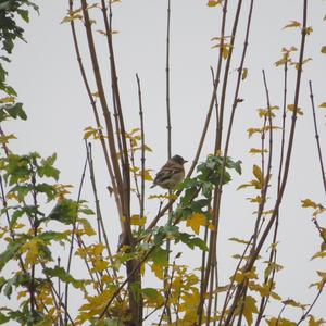 Brambling