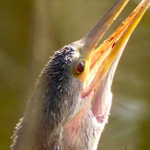 Anhinga