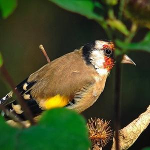 European Goldfinch