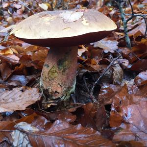 Dotted-stem Bolete