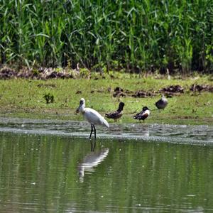 Eurasian Spoonbill