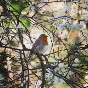 European Robin