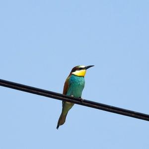 European Bee-eater