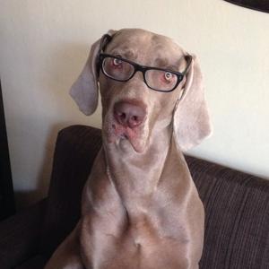 Weimaraner