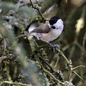 Marsh Tit