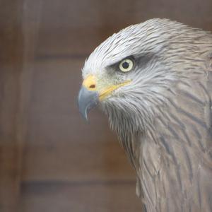 Black Kite