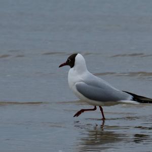 Black-headed Gull