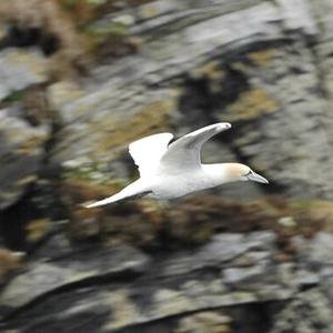 Northern Gannet