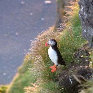 Atlantic Puffin