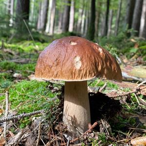 King Bolete