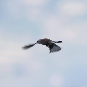 Red-backed Shrike