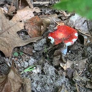 Fly Agaric