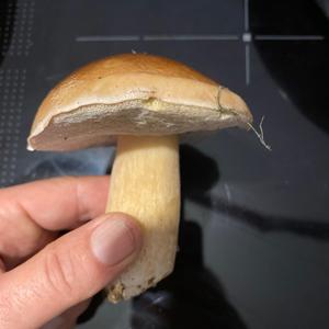 King Bolete