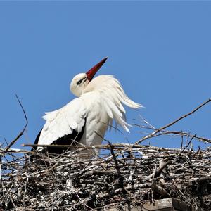 White Stork