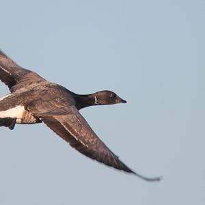 Brent Goose