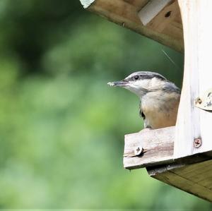 Wood Nuthatch