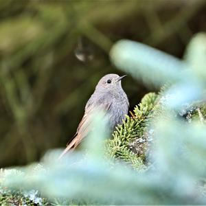 Black Redstart