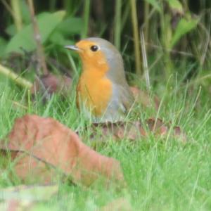 European Robin