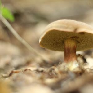 Red-cracked Bolete