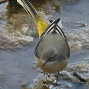 Grey Wagtail