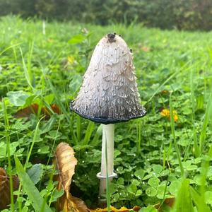 Shaggy Mane