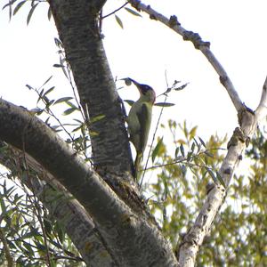 Eurasian Green Woodpecker