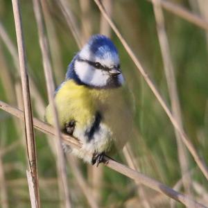 Blue Tit