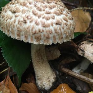 Red-staining Mushroom