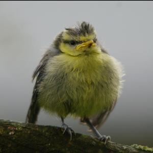 Blue Tit