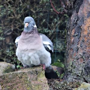 Common Wood-pigeon