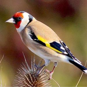 European Goldfinch