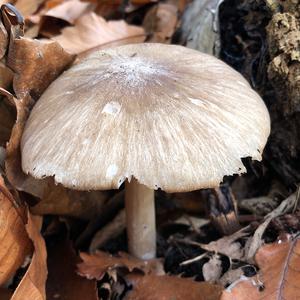 Broad-gilled Agaric