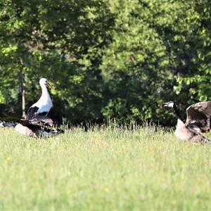 White Stork