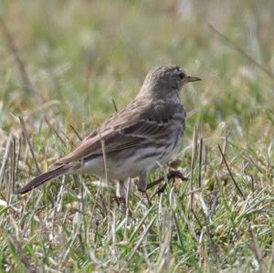 Water Pipit