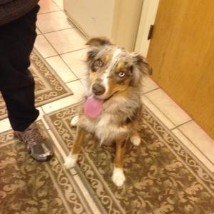 Australian Shepherd