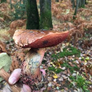 Dotted-stem Bolete