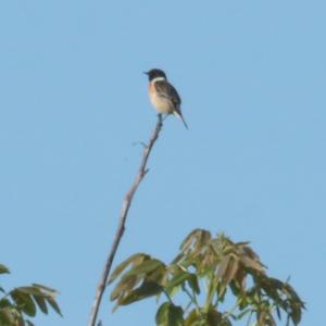 European stonechat