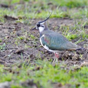 Northern Lapwing