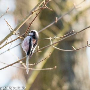 Long-tailed Tit