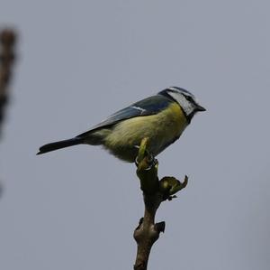 Blue Tit