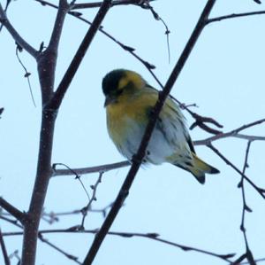 Eurasian Siskin