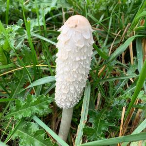 Shaggy Mane