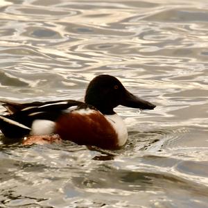 Northern Shoveler