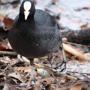 Bläßhuhn