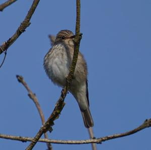 Spotted Flycatcher