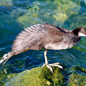 Common Coot