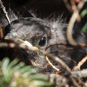 Eurasian Blackbird